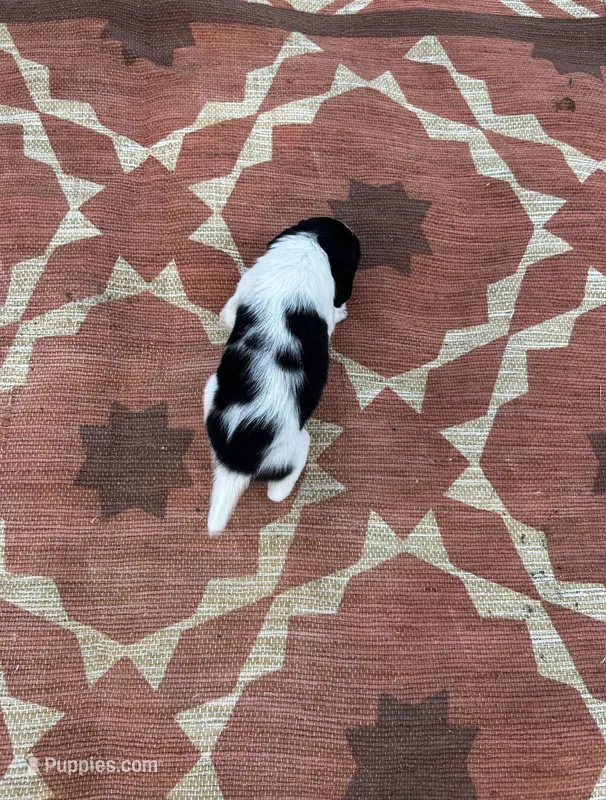 Neo – English Springer Spaniel puppy for sale in Freehold, NJ