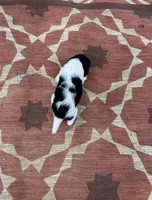 Neo, a male English Springer Spaniel for sale in Freehold, NJ – 1 of 6