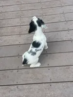 Oscar, a male English Springer Spaniel for sale in Freehold, NJ – 6 of 6