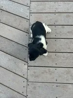 Onyx, a female English Springer Spaniel for sale in Freehold, NJ – 3 of 6