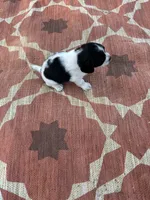Neo, a male English Springer Spaniel for sale in Freehold, NJ – 5 of 6
