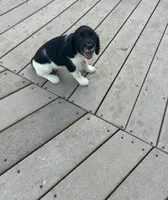 Onyx, a female English Springer Spaniel for sale in Freehold, NJ – 1 of 6