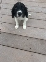 Olive, a female English Springer Spaniel for sale in Freehold, NJ – 2 of 6