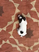 Nelson, a male English Springer Spaniel for sale in Freehold, NJ – 4 of 5