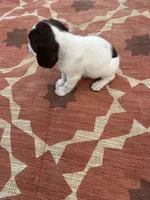 Nelson, a male English Springer Spaniel for sale in Freehold, NJ – 6 of 6