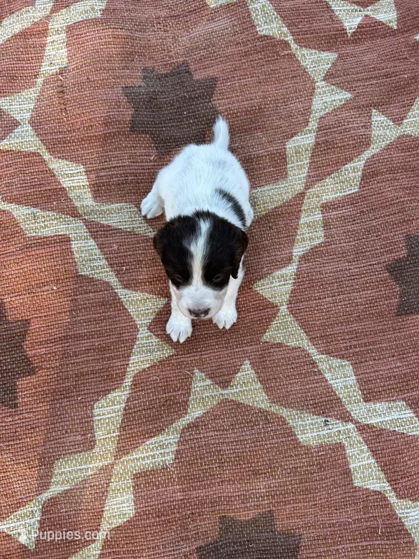 Niko – English Springer Spaniel puppy for sale in Freehold, NJ
