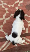 Nelson, a male English Springer Spaniel for sale in Freehold, NJ – 3 of 6