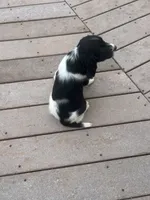 Olive, a female English Springer Spaniel for sale in Freehold, NJ – 4 of 6