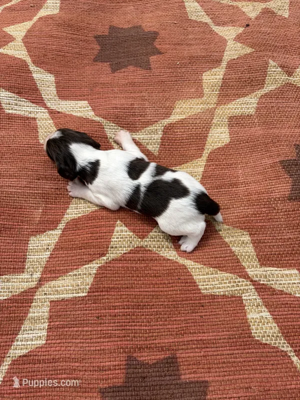 Nash – English Springer Spaniel puppy for sale in Freehold, NJ