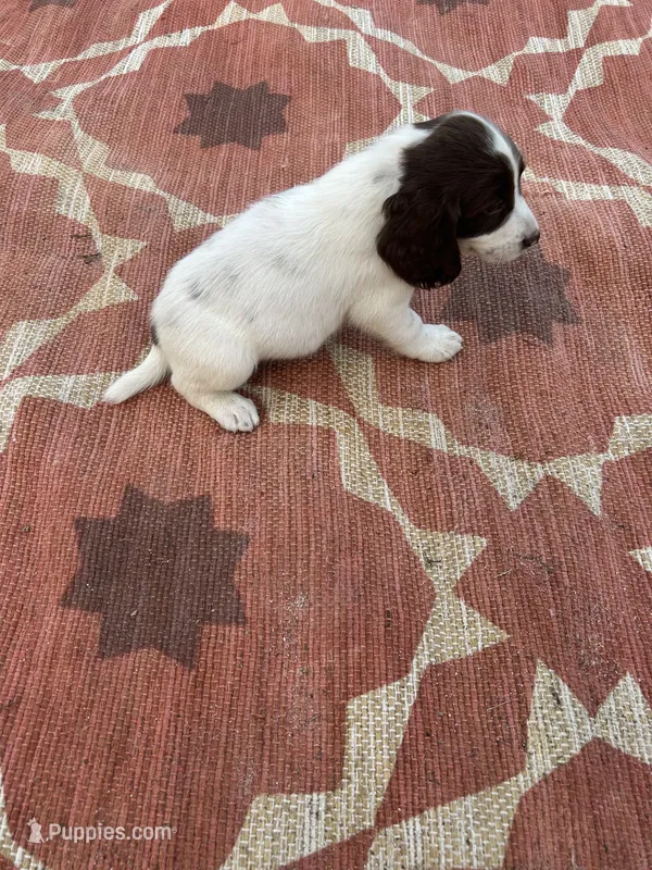 Niko – English Springer Spaniel puppy for sale in Freehold, NJ