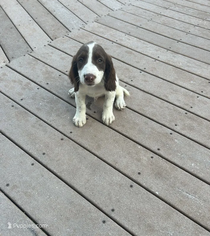 Niko – English Springer Spaniel puppy for sale in Freehold, NJ