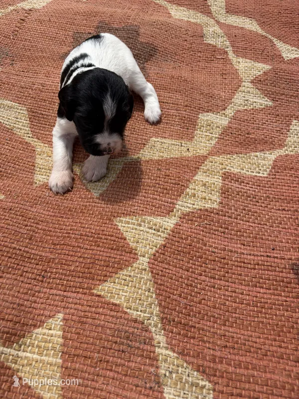 Nadine – English Springer Spaniel puppy for sale in Freehold, NJ