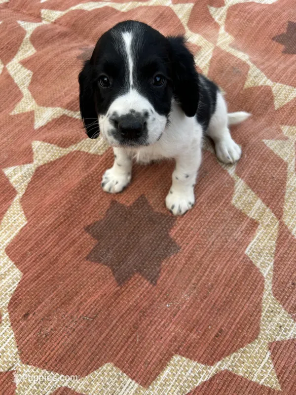 Neo – English Springer Spaniel puppy for sale in Freehold, NJ
