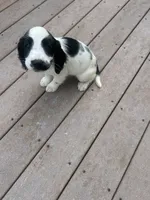 Oscar, a male English Springer Spaniel for sale in Freehold, NJ – 2 of 6