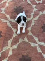 Niko, a male English Springer Spaniel for sale in Freehold, NJ – 6 of 6