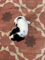 Nitro, a male English Springer Spaniel for sale in Freehold, NJ – 3 of 5