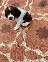 Nolan, a female English Springer Spaniel for sale in Freehold, NJ – 3 of 6