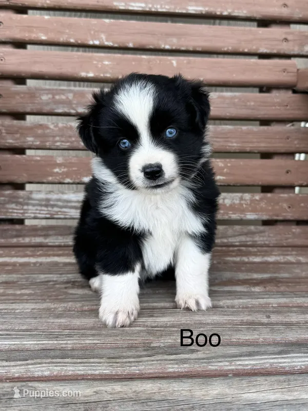 Boo – Miniature Australian Shepherd puppy for sale in Stephenville, TX