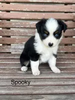 Spooky, a female Miniature Australian Shepherd for sale in Stephenville, TX – 4 of 6