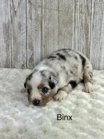 Binx, a male Miniature Aussiedoodle for sale in Stephenville, TX – 2 of 3