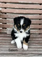 Salem, a female Miniature Australian Shepherd for sale in Stephenville, TX – 3 of 5