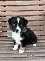 Luna, a female Miniature Australian Shepherd for sale in Stephenville, TX – 2 of 6
