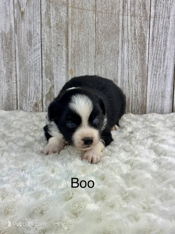 Boo – Miniature Aussiedoodle puppy for sale in Stephenville, TX