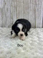Boo, a male Miniature Aussiedoodle for sale in Stephenville, TX – 1 of 3