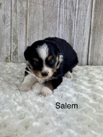 Salem, a female Miniature Aussiedoodle for sale in Stephenville, TX – 2 of 3