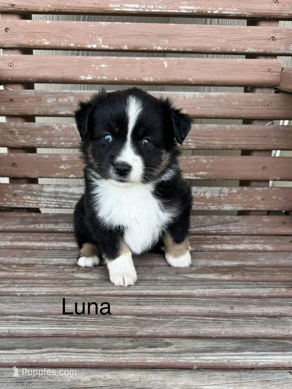 Luna – Miniature Australian Shepherd puppy for sale in Stephenville, TX