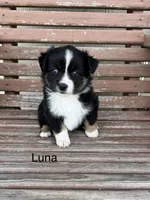 Luna, a female Miniature Australian Shepherd for sale in Stephenville, TX – 1 of 6