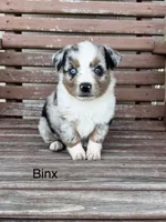Binx, a male Miniature Australian Shepherd for sale in Stephenville, TX – 3 of 6