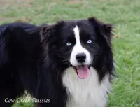 Boo, a male Miniature Australian Shepherd for sale in Stephenville, TX – 3 of 4