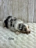 Binx, a male Miniature Aussiedoodle for sale in Stephenville, TX – 3 of 3