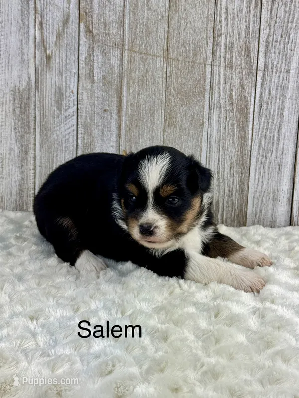 Salem – Miniature Aussiedoodle puppy for sale in Stephenville, TX