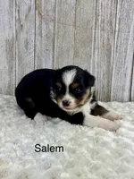 Salem, a female Miniature Aussiedoodle for sale in Stephenville, TX – 1 of 3