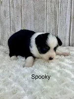 Spooky, a female Miniature Aussiedoodle for sale in Stephenville, TX – 3 of 3