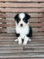 Spooky, a female Miniature Australian Shepherd for sale in Stephenville, TX – 2 of 6