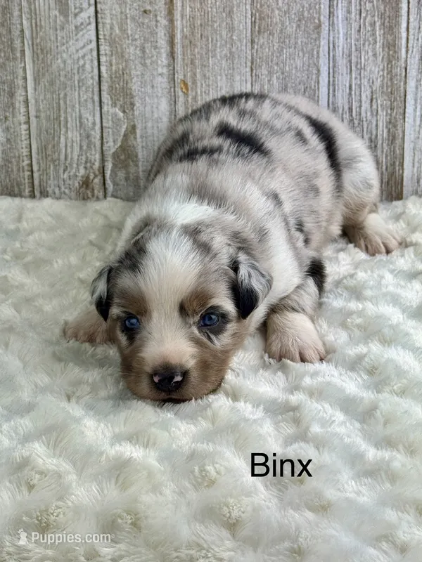 Binx – Miniature Aussiedoodle puppy for sale in Stephenville, TX