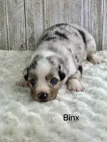 Binx, a male Miniature Aussiedoodle for sale in Stephenville, TX – 1 of 3