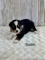 Salem, a female Miniature Aussiedoodle for sale in Stephenville, TX – 3 of 3