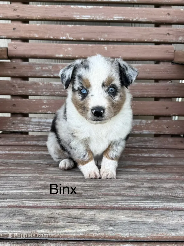 Binx – Miniature Australian Shepherd puppy for sale in Stephenville, TX
