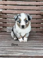 Binx, a male Miniature Australian Shepherd for sale in Stephenville, TX – 1 of 6