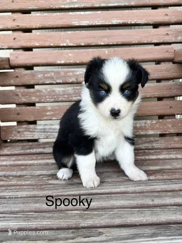 Spooky – Miniature Australian Shepherd puppy for sale in Stephenville, TX