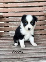Spooky, a female Miniature Australian Shepherd for sale in Stephenville, TX – 3 of 6
