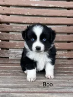 Boo, a male Miniature Australian Shepherd for sale in Stephenville, TX – 2 of 4
