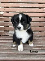 Luna, a female Miniature Australian Shepherd for sale in Stephenville, TX – 4 of 6