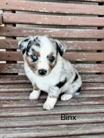 Binx, a male Miniature Australian Shepherd for sale in Stephenville, TX – 2 of 6