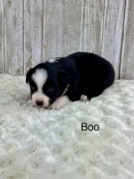 Boo, a male Miniature Aussiedoodle for sale in Stephenville, TX – 3 of 3