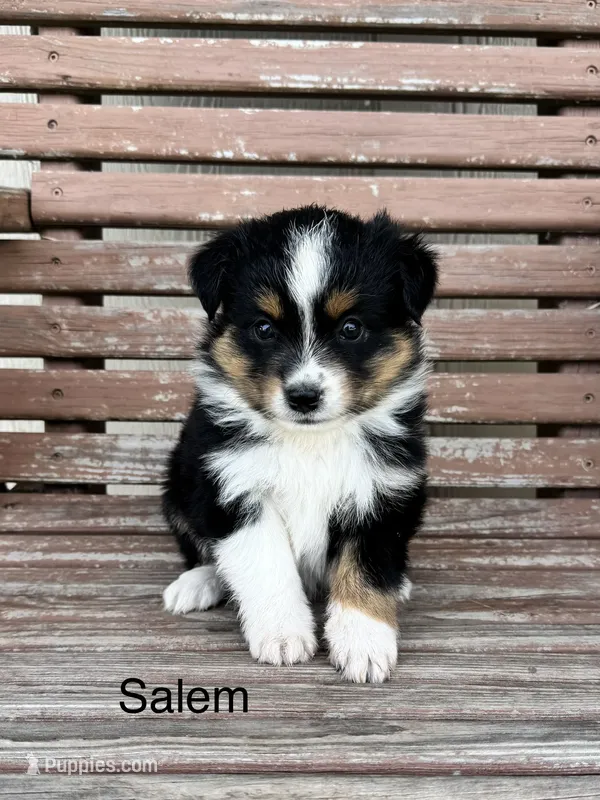 Salem – Miniature Australian Shepherd puppy on hold in Stephenville, TX